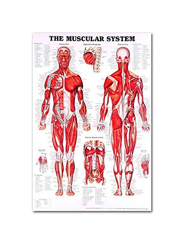 SmarTopus Muscular System Anatomical Poster, Muscle Anatomy Chart, Human Anatomy Poster, Muscle System Teaching Medical Decorative Poster (20 X28)