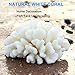 Tirifer Pack of 2 White Coral Decor, White Coral Reef, Faux Artificial Coral Statue, Resin Coral Sculpture Nautical Tabletop Decoration for Beach Theme Party Home Decor Wedding Decoration