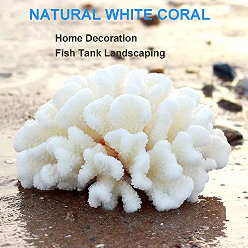 Pack de 2 Corales Blancos Decorativos de Resina miniatura 4