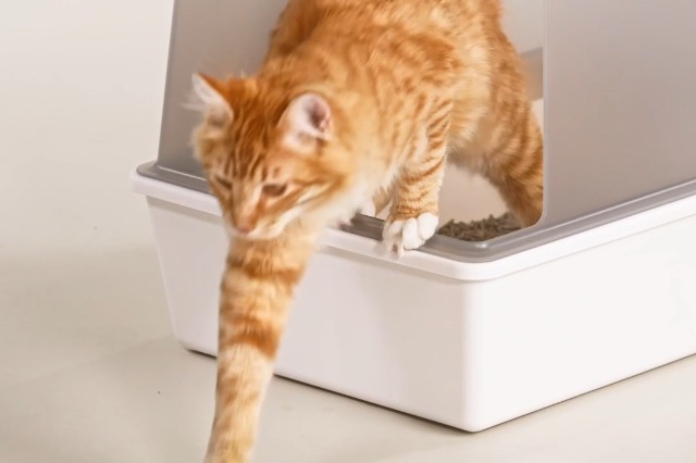 Caja de arena para gato grande con paredes altas y plástico antiadherente miniatura 7