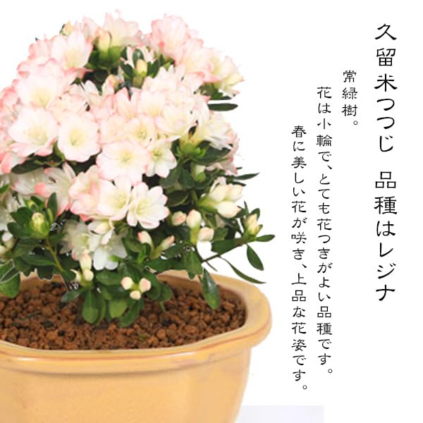Amazon.co.jp: 母の日ギフト盆栽：母の日開花久留米つつじ*(陶器鉢入り