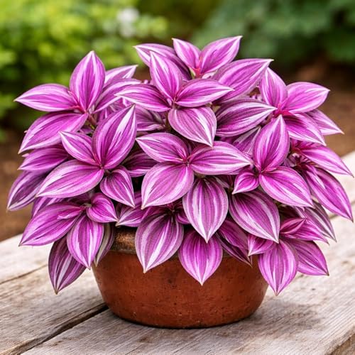 Pink Pony Club Wandering Jew Cuttings for Growing (2 Pack) Vibrant Pink & Purple Variegated Houseplant Easy to Grow Indoor Trailing Plant Tradescantia (2Cuttings)