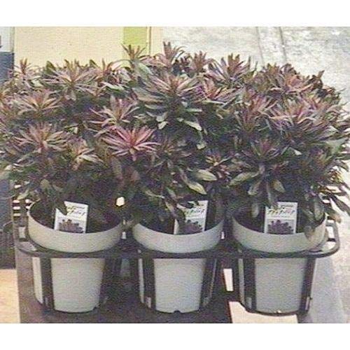 Amazon.co.jp: プランツネット(Plants Net) 観葉植物 ユーフォルビア