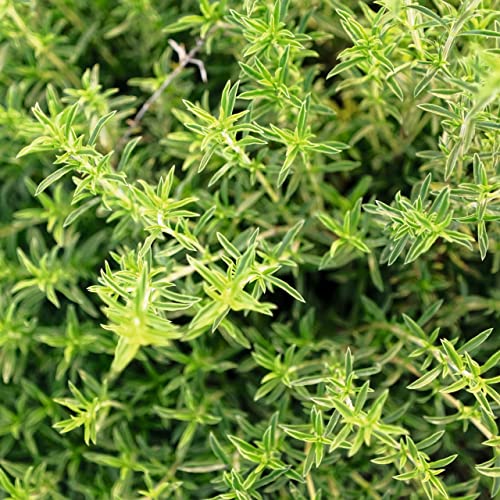 Foto von Bohnenkraut Samen - Satureja hortensis - Bohnenkrautsamen - Kräutersamen - Saatgut für 200 Pflanzen