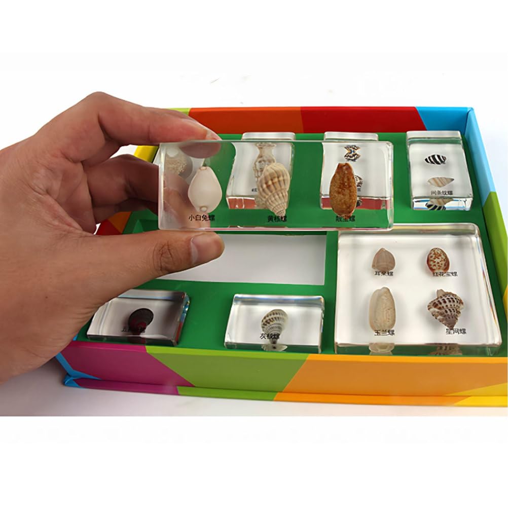 Muszle Montessori wżywicy - Kolekcja muszli dla dzieci jako zabawka edukacyjna do nauki przyrody i nauk ścisłych