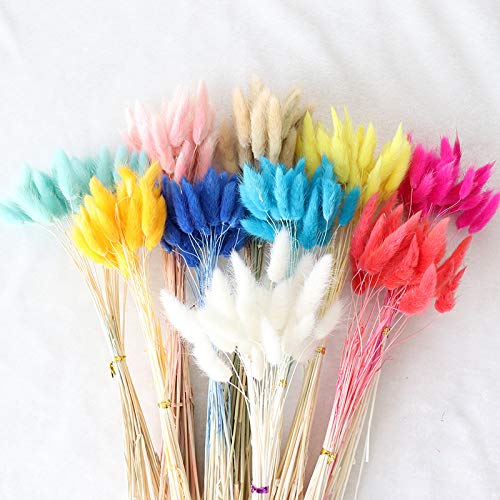 image for XIAOHONG 50PCS Home Decoration Lagurus Ovatus Rabbit Tail Grass Bouque