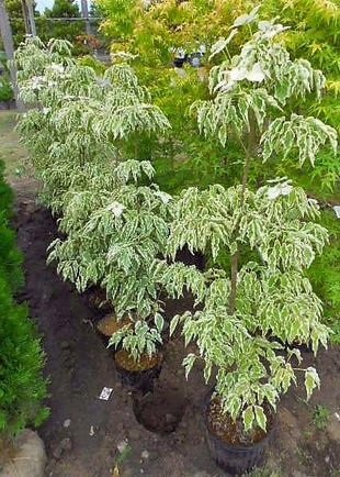 Amazon | ウルフアイ・斑入り葉ヤマボウシ・130 | 植木