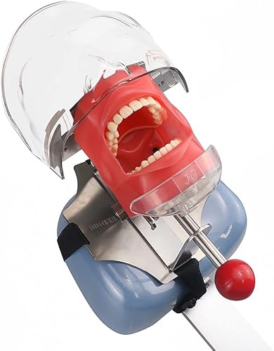 Simulador dental Nissin Manikin Phantom Head Dental Phantom Head Modelo Banco de montaje para Dentista Educación