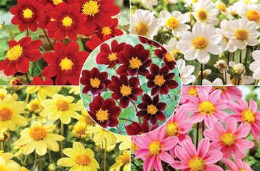 Creative Farmer Flower Seeds Long Lasting Flower Dahlia-Bambino Mixed Flower Seeds For Planting-100 Seeds (B01LZZK4UY) Amazon Price History, Amazon Price Tracker