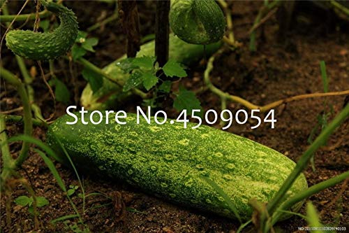 Bloom Green Co. 100 Piezas de Pepino Gigante Bonsai Mini Pepino ...