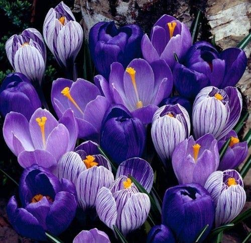 10 Blue Moon Mix Crocus Bulbs (corms) - Hardy Perennial - Purple/Striped Flowers