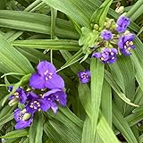 tradescantia zebrina stecklinge 9 x 9 cm Tradescantia andersoniana \'Zwanenburg Blue\' / Dreimasterblume`Zwanenburg Blue`