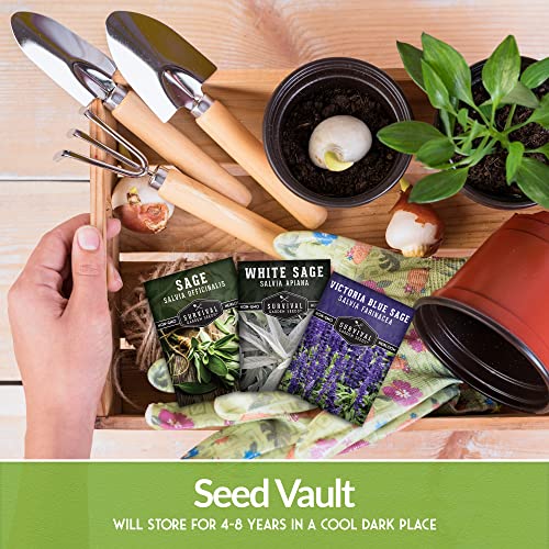 Survival Garden Seeds Sage Collection Seed Vault - White Sage (Salvia Apiana), Culinary Sage (Salvia Officinalis) & Victoria Blue Sage - (Salvia Farinacea) Non-Gmo Heirloom Varieties For Your Garden #TOP4