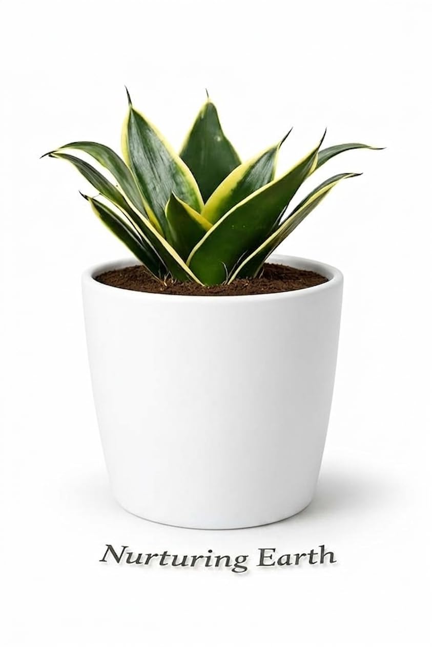 Ceramic Pot (Nurturing Earth Live Snake Plant – Sansevieria Futura Superba (Golden Hahnii) | Low Maintenance Indoor Succulent | Air-Purifying Houseplant for Home & Office | Ceramic Pot)-image-40