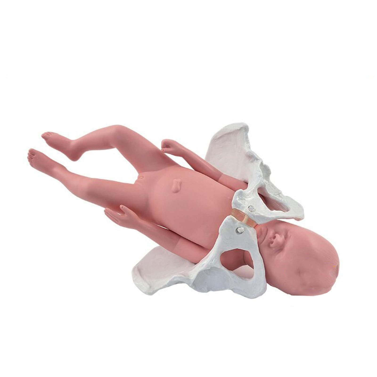 YRQMGSF Movable Female Pelvis Model Female Childbirth Model Midwifery Training Model for Obstetrics and Gynecology Pregnancy Demonstration Tool,D