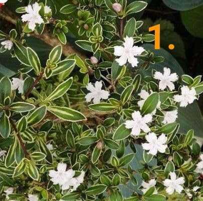 Amazon.co.jp: 1.白丁花 白鳥花 斑入り ハクチョウゲ 1本 花苗 白の