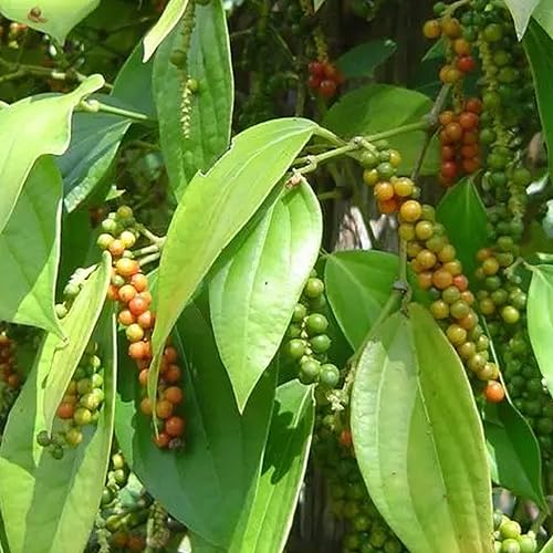 Schnellst Wachsende Pflanze Die 15 besten Produkte im Vergleich