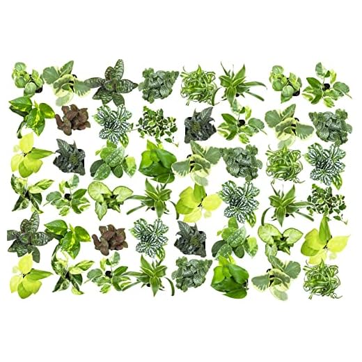 48 Pack Premium Easy Care Houseplants