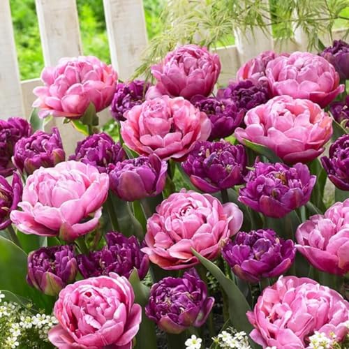 Tulipán bulbos,mezcla de bulbos de tulipán,Horticultura,flores decorativas,raro,Plantas de interior al aire libre,raro,Ideales para su jardín.-15bulbos-J