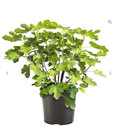 Higuera Higos Negros Árbol Natural en Maceta para Terraza y Jardín