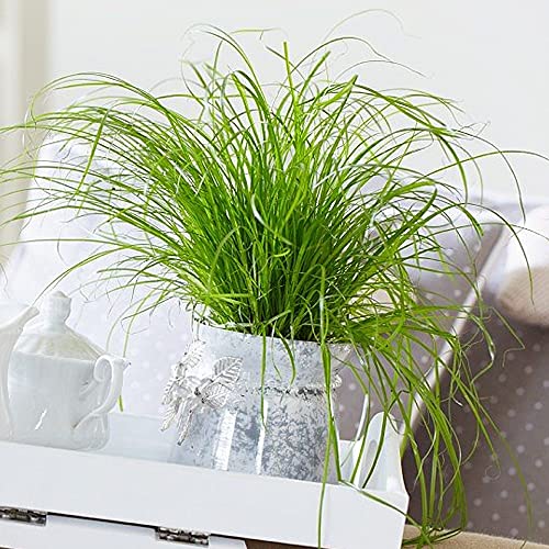 Katzengras Pflanze Gardenersdream Cyperus Zumula – Naturprodukt für Katzen