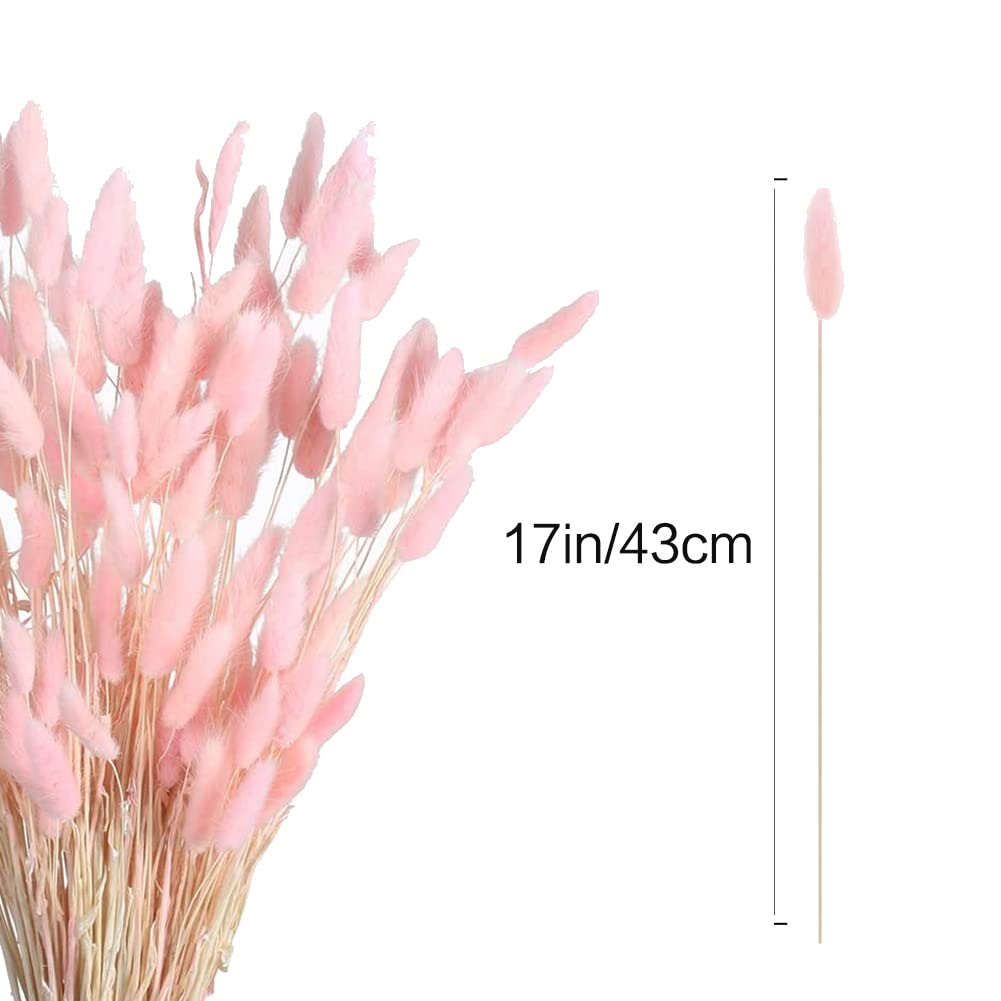 120Pcs Fleurs Séchées D'Automne Queues De Lapin Fleurs Séchées Lagurus Ovatus Herbe De Queue De