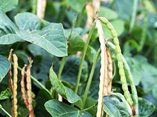 Iron and Clay Cowpea 5 Lbs. Excellent for quail, dove ,Avg. 4,000 seeds/lb.