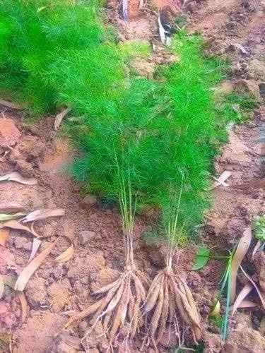 Image of LIVE PLANT (SMALL, SHATVARI)