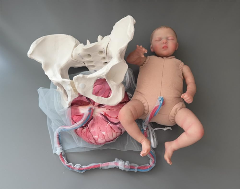 Weibliches Geburtshilfe- Becken Puppe Modell Hebammen Ausbildungs- Modell,Geburts- Modell,Hüftmodell Fetal mit Puppe/Nabelschnur/Amnion/Plazenta/Becken
