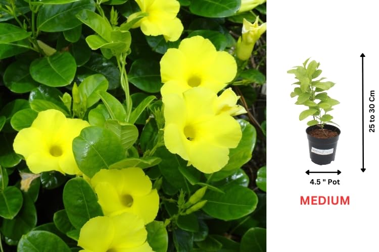 Image of Indian Gardens - Allamanda Yellow Creeper /Pentalinon Luteum Vine Flowers live plant | Outdoor Plant (Black, 6 ')