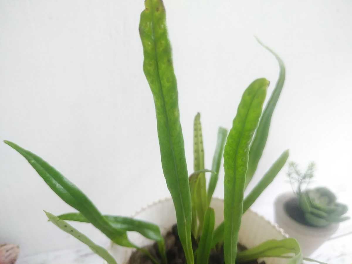 Amazon.co.jp: ノキシノブ シダ植物 パルダリウム ビバリウム