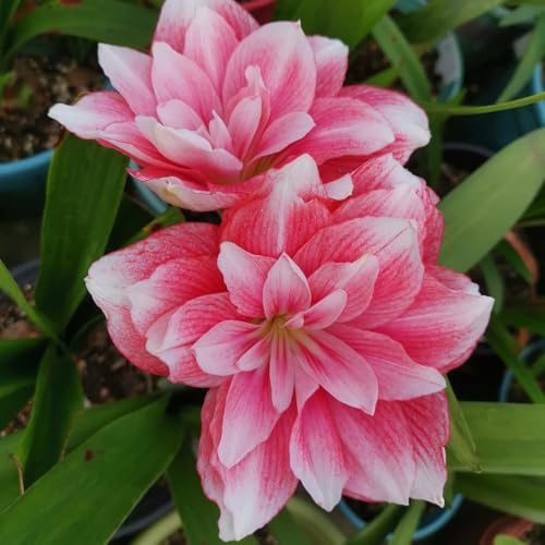 Amaryllis topfpflanzen für sonnige plätze gartenpflanzen frühlingsblüher 1zwiebeln