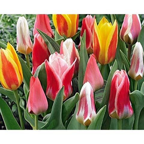 50 Mixed Miniature Tulip Bulbs Dwarf Ideal for Rockery & Tubs Hardy Perennial Cover