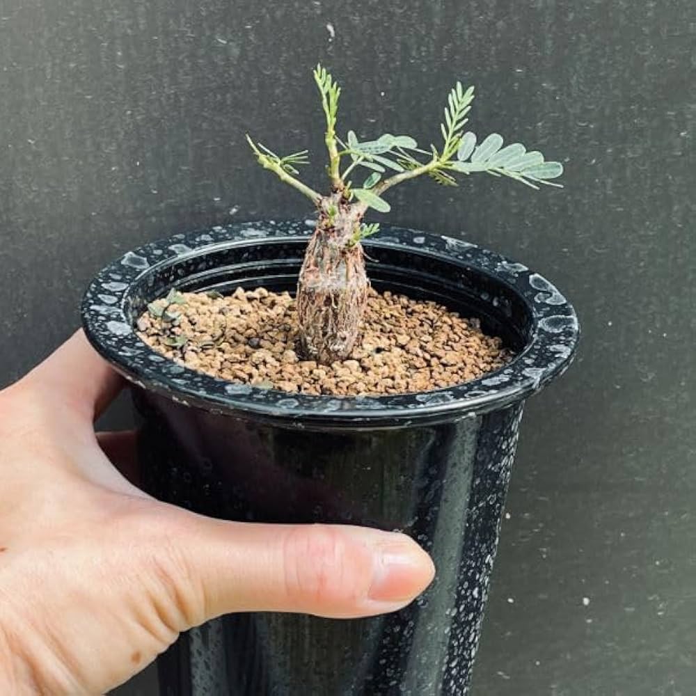 センナ メリディオナリス　Senna meridionalis 灌木コーデックス fit=scale-down,w=1200