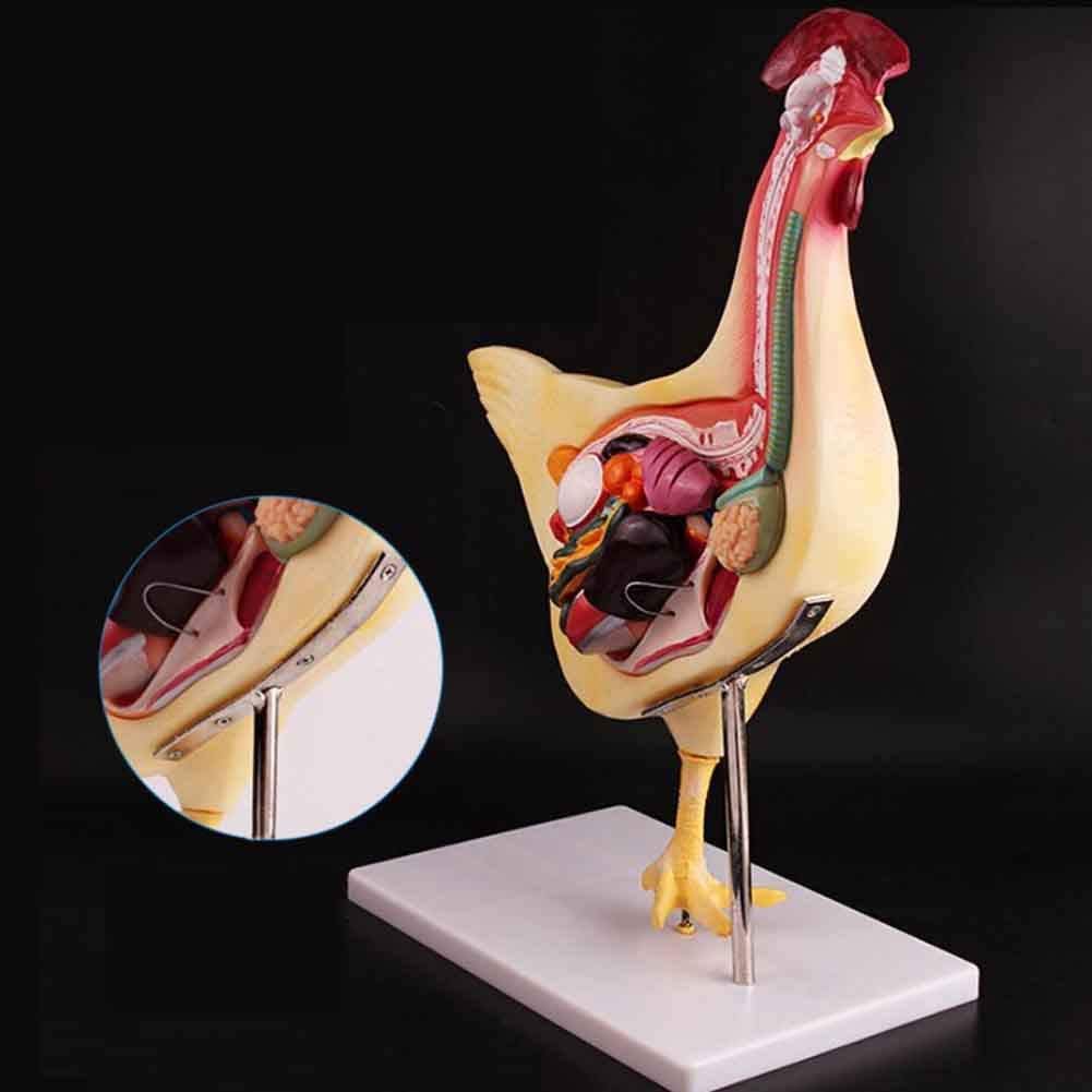 Huhn Anatomisches Modell, Tieranatomie Abnehmbare Huhn Organ Anatomie Modell Huhn Modell für Studienanzeige Lehre Medizinisches Modell PVC-Material.