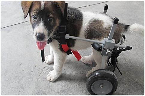 希望者のみラッピング無料 Jlxl 新古未使用品 障害のある猫の犬のためのペットの車いすカートのアルミニウム後ろの その他ペット ペットグッズ Grupotroca Com Br