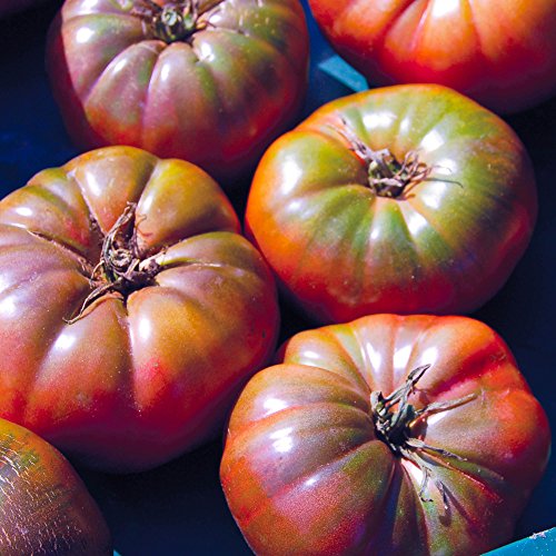 Organic Cherokee Purple Beefsteak Tomato Seeds Approx. 100, Organic Marketmore 76 Cucumber Seeds Approx. 75, Heirloom Vegetable Seeds, Certified Organic, Non Gmo, Non Hybrid, Usa #TOP3