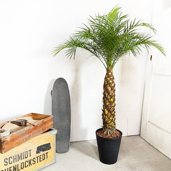 Amazon｜フェニックス ロベレニー ヤシの木 ブラックセラアート鉢植え 