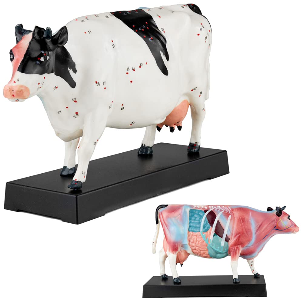 Acupuncture Anatomie Figure TCM Modèle Acupuncture Modèle Sélection Animal Chien Boeuf Cochon Cheval Chat Muscle Modèle, Modèle Animal:Boeuf