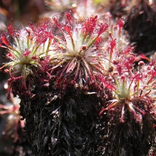 sonnentau - fleischfressende - hochbeet steingartenpflanzen winterhart grünpflanzen zimmerpflanzen, winterharte kübelpflanzen 350samen