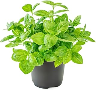 Sweet Basil Plant in Pot, 4 Inch Pot, Live Basil Plants for Outside Indoors