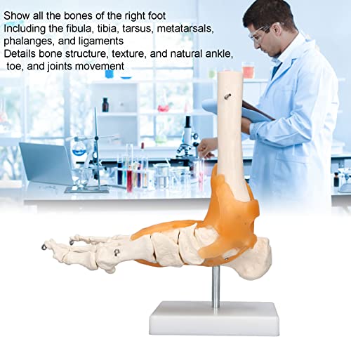 Image of Human Foot Model Anatomical Ankle Skeleton Bones with Ligament Life Size Human Skeleton Model for Medical Study & Science Classroom