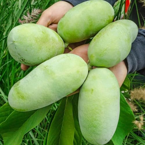 Common Pawpaw Tree Live Plant Size 1 Year Old, 6-12' Tall Dormant Paw Paw Seedling Plants, Well...