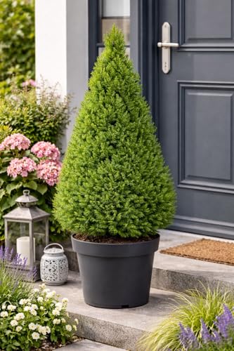 Picea glauca 'Conica' Zuckerhutfichte 90-100 cm – kompakte, winterharte Zwergfichte ideal als Kübelpflanze, Sichtschutz oder dekorativer Solitärbaum für Garten, Balkon & Terrasse
