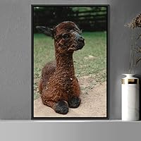 Framed Canvas Wall Art Llama Animals Camels Expressive Farmhouse/Country Living Room Multicolor Photography - 16x24 inches