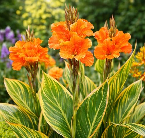 Pretorian Canna Lily Premium Bulbs Variegated Yellow & Green Foliage