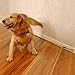 Housebreaking Tie Out (30