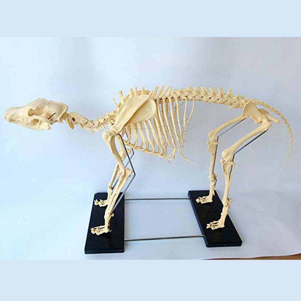 Hundeskelett-Präparat – Modell Für Den Anatomie- Und Biologieunterricht In Der Tiermedizin Und Veterinärmedizin – Demonstrationsinstrument