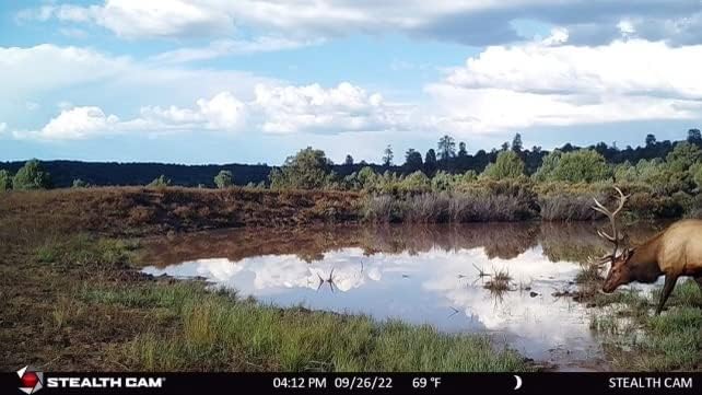 Miniatura 6 de Stealth Cam Browtine - Combo de cámara digital de 18 MP con tarjeta SD y baterías