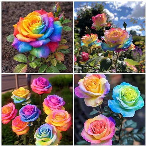 40+ Exotic Rainbow Rose Seeds for Planting Hybrid Rare Rose...